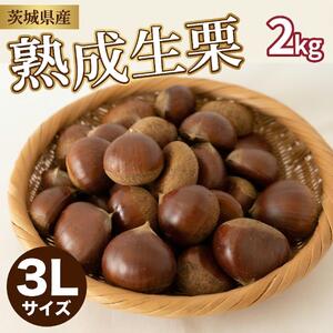 吉原農場 の 完熟栗  熟成 生栗 2kg 3Lサイズ