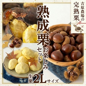 【 吉原農場 の 完熟栗 】 熟成 栗 お楽しみ セット ( 生栗 2Lサイズ )
