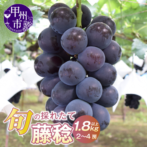 大玉！果汁たっぷり！！旬の採れたて藤稔 1.8kg以上（2房～4房）【2026年発送】（HO）B12-147 藤稔 フルーツ
