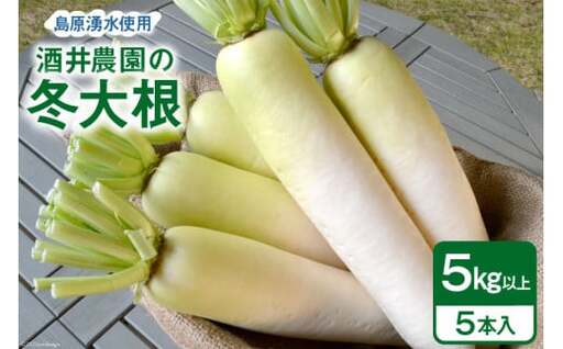BG081 酒井農園の冬大根 5kg以上（5本入）