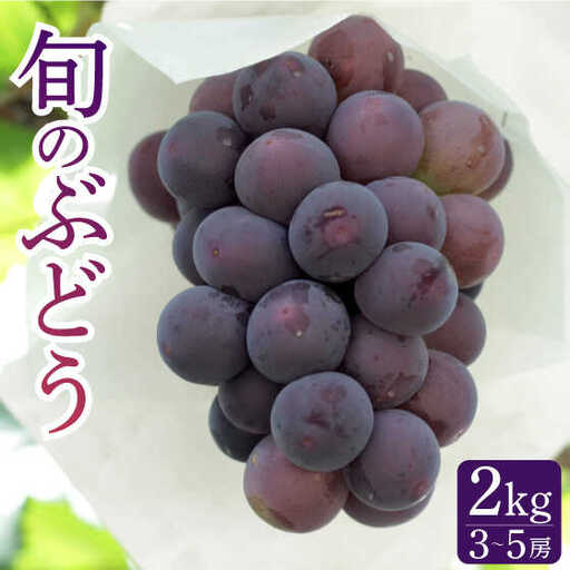 【2026年7月-発送】【採れたてをお届け！】旬のぶどう ＜ブラックビートor巨峰orピオーネ＞ 合計2kg / ぶどう ブドウ 葡萄 グレープ フルーツ ふるーつ 果物 /  南島原市 / ながいけ [SCH037]