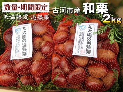 [数量・期間限定]低温熟成 追熟栗 2Kg 古河市産和栗 茨城産 ※2026年10月〜発送 _BF15
