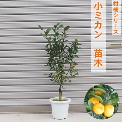 柑橘苗 小みかん 苗木 （実なし） 植物 庭 園芸 柑橘苗