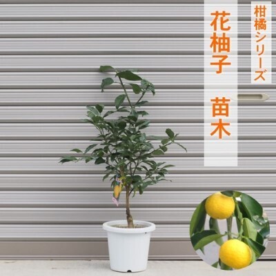 柑橘苗 花柚子 苗木 (実なし) 植物 柚子の木 柑橘苗