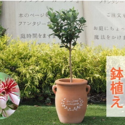 フェイジョア 鉢植え (つぼ型鉢) 植物 フェイジョア