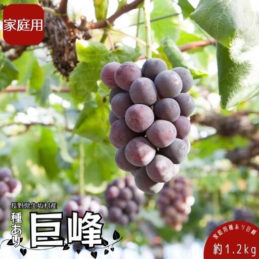【2026年先行予約】訳あり巨峰 1.2kg (4~6房) 株式会社野の香 | 訳あり巨峰
