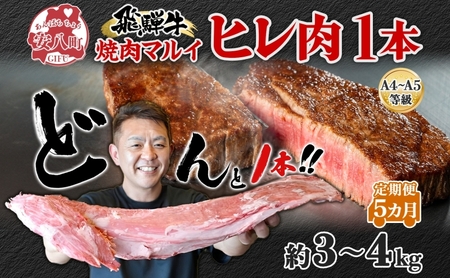 飛騨牛 ヒレ肉 ブロック A4～A5等級 1本5ヵ月定期便約3～4kg  3割×5 ヒレ シャトーブリアン 肉 牛肉 ブランド牛 お肉 和牛 お取り寄せ ご褒美 ステーキ 豪華 グルメ 焼肉 BBQ パーティー ギフト 贈り物 焼肉マルイ 岐阜県 【 安八町 】