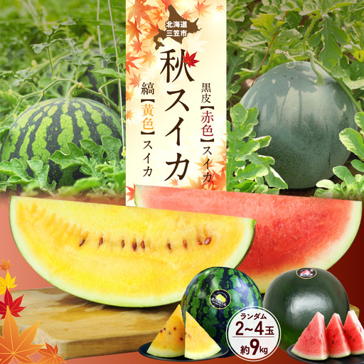 [2026年分受付中]秋に収穫される赤色スイカor黄色スイカ2〜4玉(約9kg)[01149]