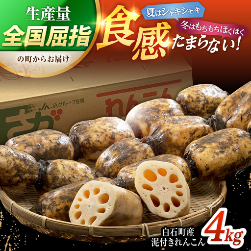 【先行予約 2026年10月～発送】白石町産 泥付きれんこん （4kg） / れんこん [IAK015]