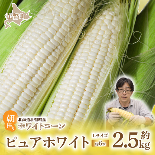 ＜2026年8月中旬よりお届け＞【朝採り】北海道壮瞥町産 ホワイトコーン「ピュアホワイト」Lサイズ以上6本（約2.5kg） SBTQ004
