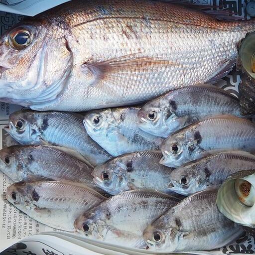 小豆島から直送！朝獲れ鮮魚 旬の地魚詰め合わせ 3kg以上