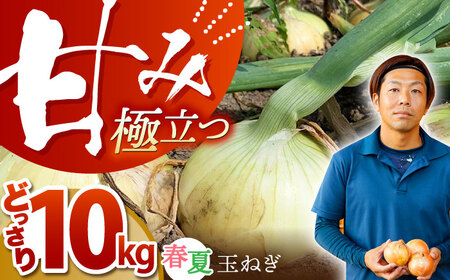 江北町産たまねぎ約10kg HAE017 玉ねぎ 野菜