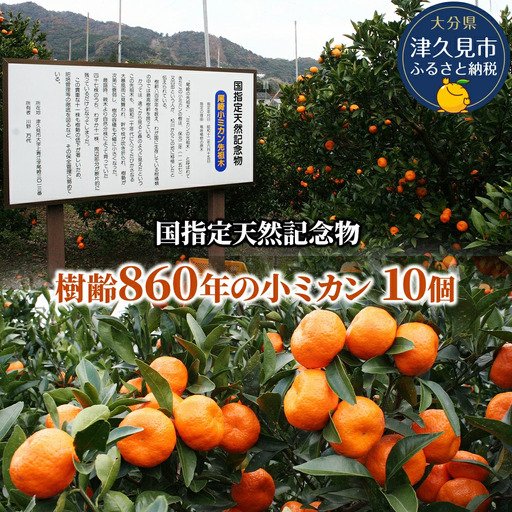 【先行予約】国指定天然記念物 尾崎小 みかん 先祖木の小みかん | 津久見市