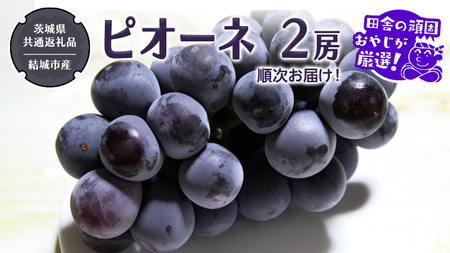 ピオーネ 2房 【2026年8月より発送開始】（茨城県共通返礼品 [ぶどう]：結城市産）
