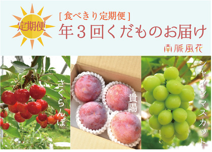 [先行予約][食べきり定期便]年3回くだもの定期便セットC(さくらんぼ、貴陽、シャインマスカット) AL