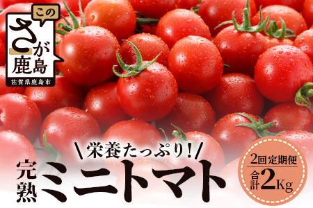 【2回定期便】【先行受付】2027年1月より順次発送予定|完熟ミニトマト 1kg｜ミニトマト トマト プチトマト 農家直送 ギフト 人気 佐賀県鹿島市 たにぐちファーム Ricotomato（リコトマト）～とりこになるトマト～ D-93