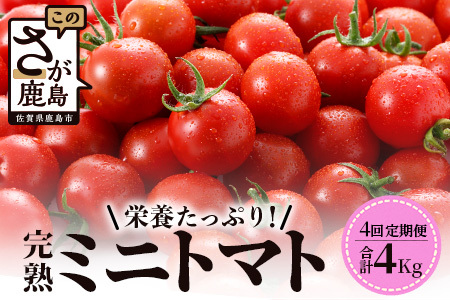【4回定期便】【先行受付】2027年1月より順次発送予定|完熟ミニトマト 1kg｜ミニトマト トマト プチトマト 農家直送 ギフト 人気 佐賀県鹿島市 たにぐちファーム Ricotomato（リコトマト）～とりこになるトマト～ F-32