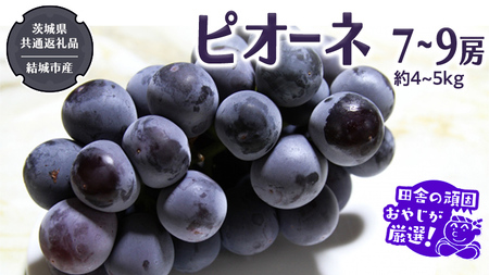 ピオーネ 7～9房 約4～5kg【2026年8月より発送開始】（茨城県共通返礼品 [ぶどう]：結城市産）