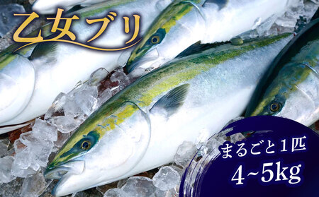 乙女ブリまるごと1本4kg以上 ブリブリブリブリ