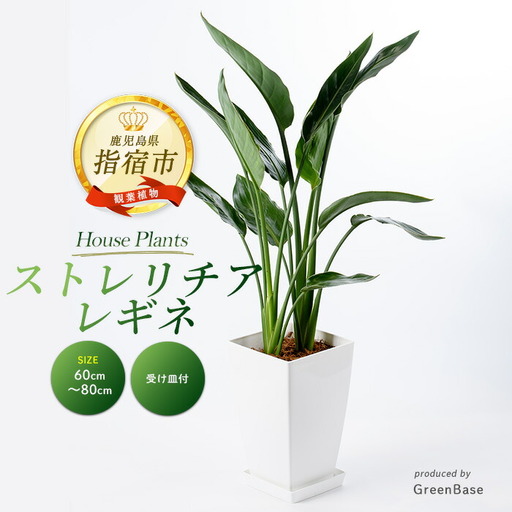 2026年1月中旬〜発送[観葉植物]ストレリチア・レギネ 極楽鳥花 60cm〜80cm Green Base IB003-001 観葉植物 ※北海道・沖縄・離島配送不可