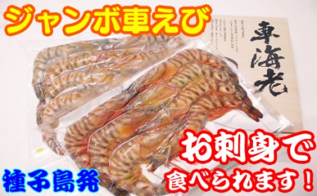 種子島 産 ジャンボ 車えび 生食用 ( プロトン 冷凍 車海老 ・ 化粧箱 入り) NFN110[600pt]