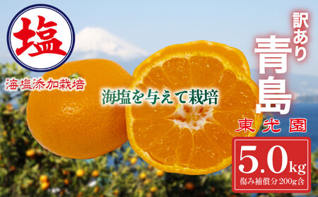 【予約受付】海塩を与えて栽培した 青島 みかん 5kg 12月下旬 順次発送 訳あり みかん 