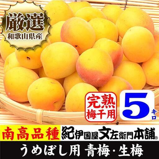 南高梅【完熟】黄色5kg 大サイズ 梅干用フレッシュ青梅 (生梅) ／紀伊国屋文左衛門本舗