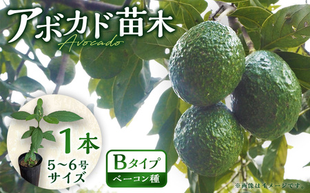 [数量限定]アボカド 苗木 Bタイプ (台木/接ぎ木:ベーコン種) 1本 5号〜6号 鉢下から約30cm 観葉植物 水俣産 熊本県産 グリーン 観葉 植物 アボカド ギフト 贈り物 御歳暮 お歳暮 特産品 熊本特産品 水俣 [2025年5月下旬より順次発送開始]
