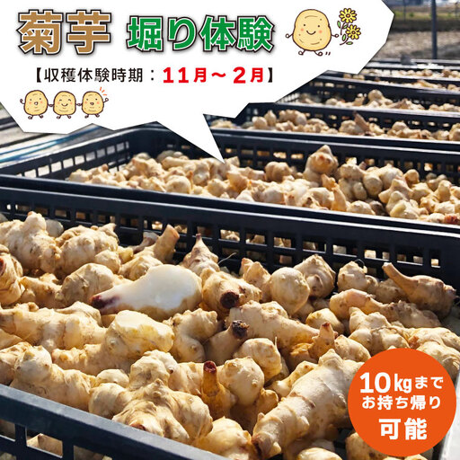 菊芋堀り 体験 （10kgまでお持ち帰りいただけます） 芋ほり 芋掘り お持ち帰り お土産 みやげ 粉末 パウダー イヌリン 国産 いも 菊芋茶 菊芋チップス SDGs エコ サスティナブル 農薬不使用