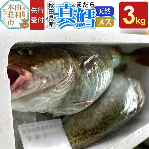《先行受付》真鱈 【メス】 3kg 天然 漁師直送（配送期間 11月上旬～2月下旬）