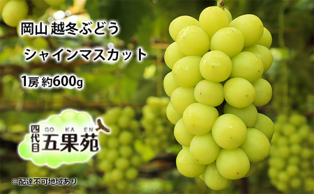 越冬 ぶどうシャイン マスカット 1房 約600g 岡山県産 四代目 五果苑 果物類 フルーツ 果物 糖度20度 低温貯蔵 種なし 皮ごと食べられる 甘み ご進物