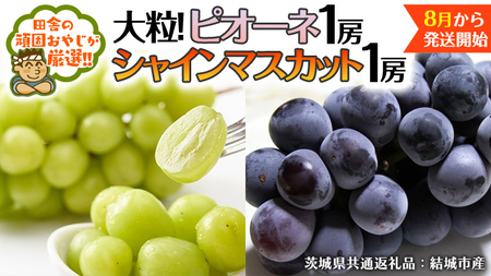 シャインマスカット と ピオーネ （各種1房ずつ） 【2026年8月より発送開始】（茨城県共通返礼品 [ぶどう]：結城市産）