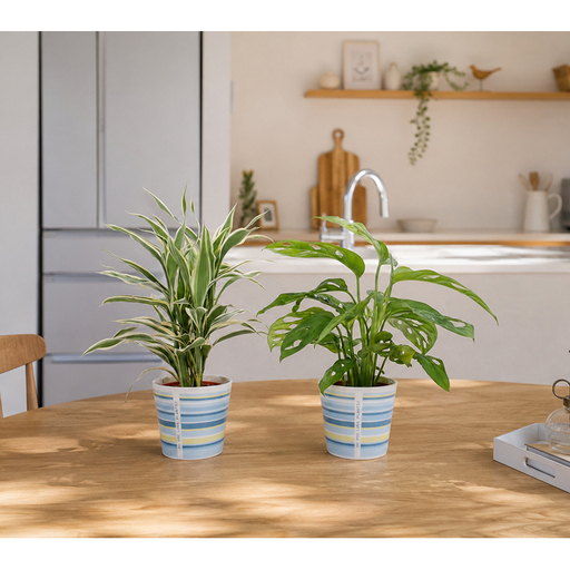 観葉植物 ハイミニウィンリー 2個セット