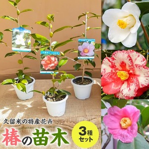 [2026年11月以降お届け]久留米の特産花卉 椿の苗木3種3本セット(椿2年生苗/高さ30cm前後)_苗木 3種 セット 久留米特産花卉 最小白花 正義 太郎冠者 産地直送 秋〜春 開花 一重咲 八重咲 鑑賞 育て方 説明書付き 鉢植え 植え付け 花 庭 園芸 ガーデニング つばき研究会 特産品 福岡県 久留米市 お取り寄せ 送料無料 〔Hf026〕