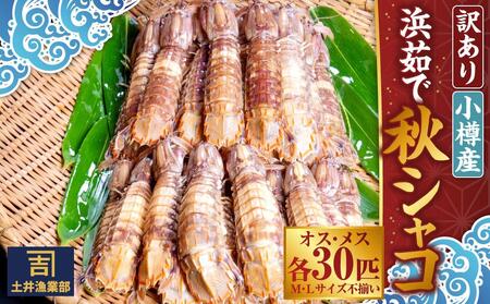 【訳あり】北海道小樽産 漁師直送 浜茹で秋シャコ(冷凍) オス・メス 各30匹 [M・Lサイズ不揃い・傷あり・規格外] 【2026年12月下旬発送予定】