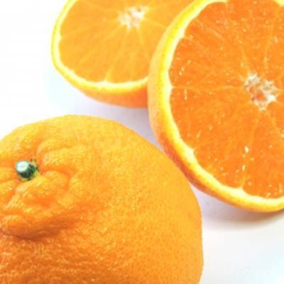 ［和歌山県産］不知火(しらぬい)　15～18玉入り（L～3Lサイズ）［2027年2月中旬より発送］