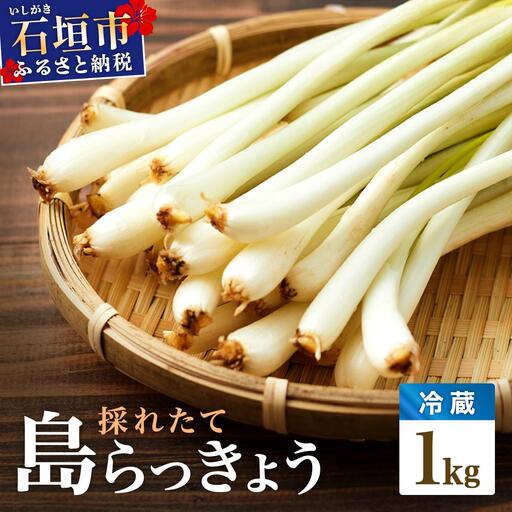 採れたて島らっきょう 農薬・化学肥料不使用 1kg ≪2027年3月中旬～6月下旬発送≫