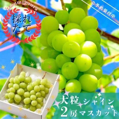 【先行受付】茨城県かすみがうら市産　シャインマスカット2房(約700g×2)_果物・フルーツ ぶどう・マスカット  ブドウ 葡萄 _【配送不可地域：離島】【1130740】