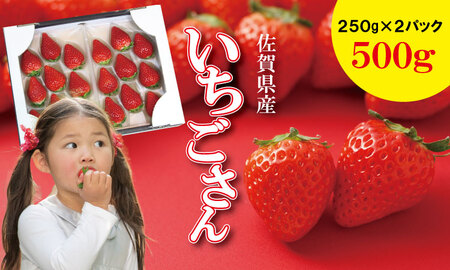 【先行予約】R9年1月中旬頃出荷開始 佐賀ブランド苺「いちごさん」合計500g （250g×2セット）いちご 凛々 A075-035