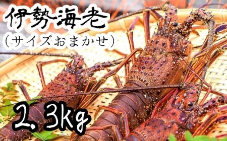 10月中旬以降発送 天然 伊勢海老2.3kg（サイズおまかせ高知県産）※着日指定不可※エビ 甲殻類 海鮮BBQ アウトドア キャンプ お祝い【R01673】