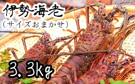 10月中旬以降発送 天然 伊勢海老3.3kg（サイズおまかせ高知県産）※着日指定不可※エビ 甲殻類 海鮮BBQ アウトドア キャンプ お祝い【R01674】
