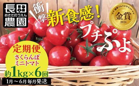 【先行受付】2027年1月～6月毎月発送 新食感!!奇跡のさくらんぼミニトマトの定期便 約1kg×6回コース 野菜ソムリエサミット 金賞 受賞 長田農園 産地直送 トマト とまと 野菜 やさい フルーツ サラダ 濃厚 甘い ご褒美 プレゼント 美容 健康 リピート多数 人気 高評価 数量限定 碧南市 H004-189