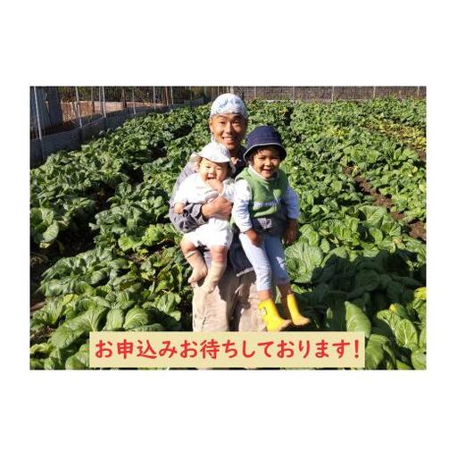 【自然栽培】大和の伝統野菜 下北春まな1kg 