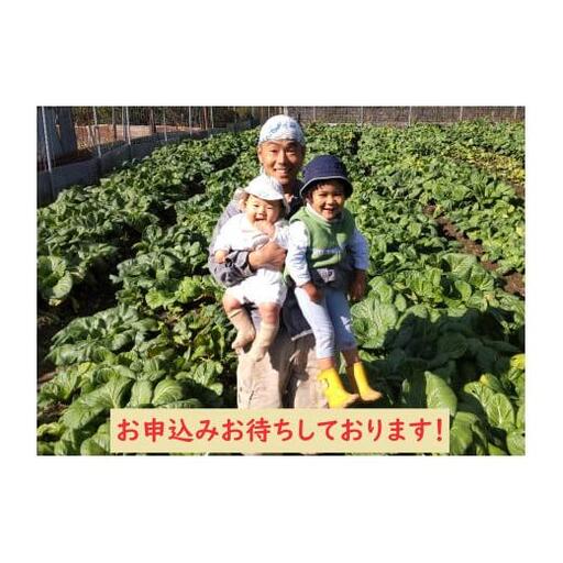 【自然栽培】大和の伝統野菜 下北春まな2kg 