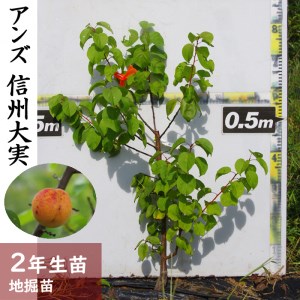 ＜すだ農園＞2年生 苗木 アンズ(杏) 信州大実