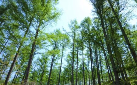 カーボンオフセット CO2(二酸化炭素)削減量 1t[足寄町][北海道森林バイオマス吸収量活用推進協議会]CO2 CO2削減 二酸化炭素 SDGs 温暖化 環境 木片ペレット ゼロカーボン あしょろ 北海道[BEAS002]