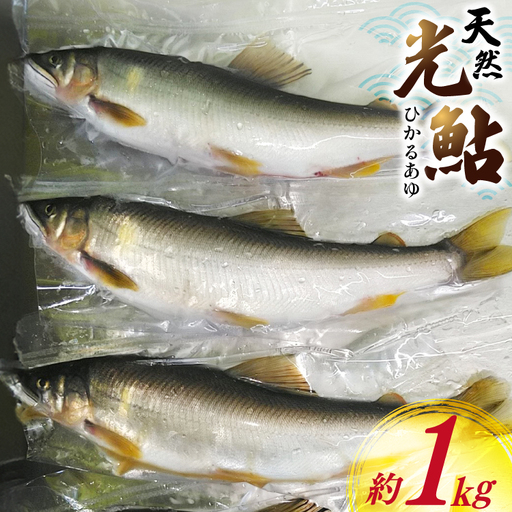 鮎 天然 約1kg