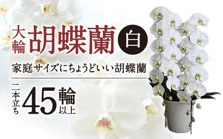 大輪胡蝶蘭 白 2本立ち　F18　綾羽株式会社 東近江