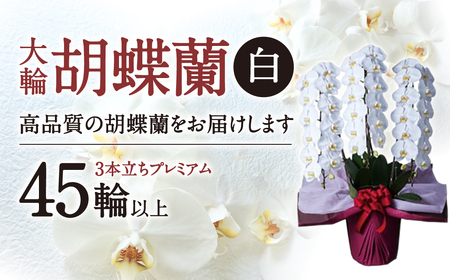 大輪胡蝶蘭 白 3本立ち プレミアム AA-E01 綾羽株式会社 東近江