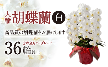 大輪胡蝶蘭 白 3本立ち ハイグレードタイプ AO11 綾羽株式会社 東近江
